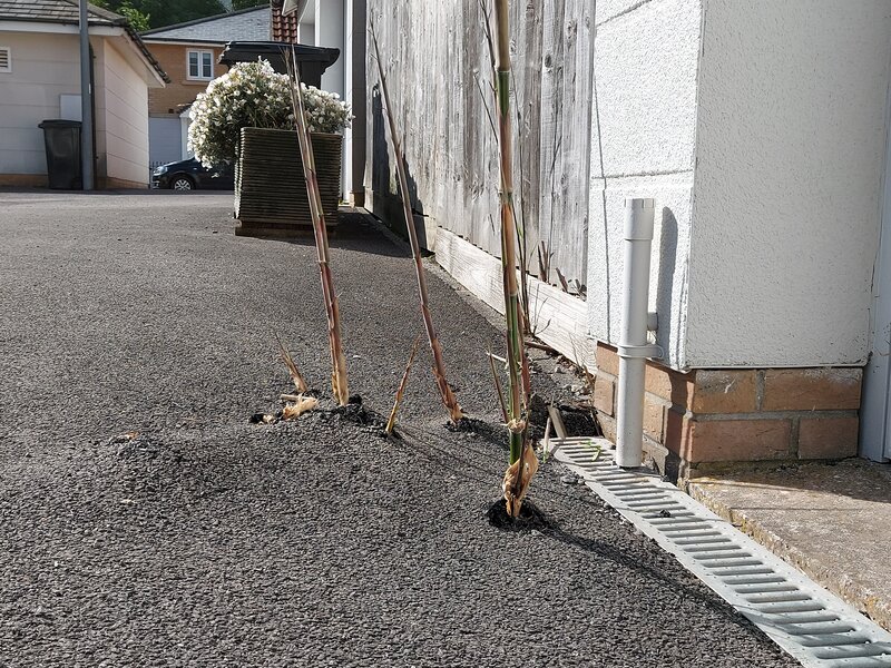 Bamboo is pushing up through a driveway, causing damage