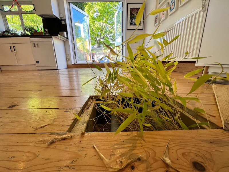 Bamboo is growing out of a kitchen floor