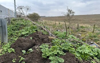 Giant Hogweed spotted near Musselburgh, Scotland