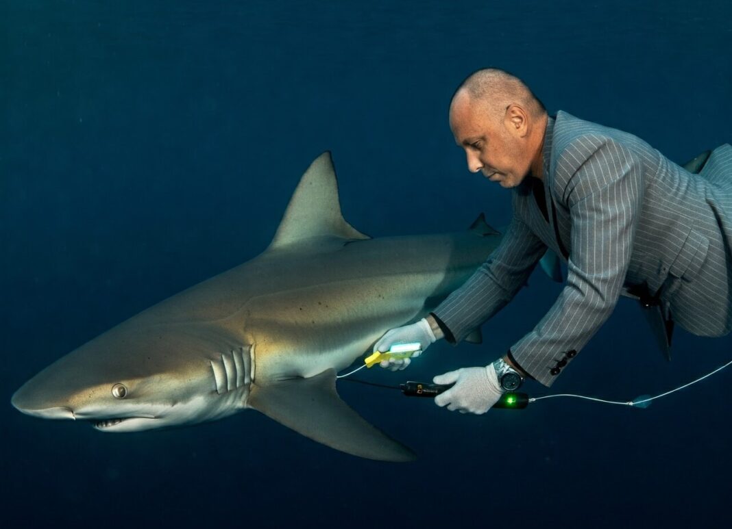 An estate agent in a suit is pictured underwater tagging a shark