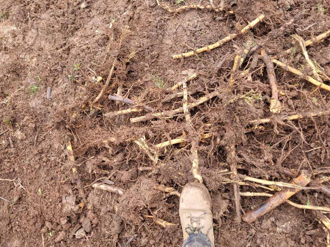 Bamboo roots (Credit Environet)