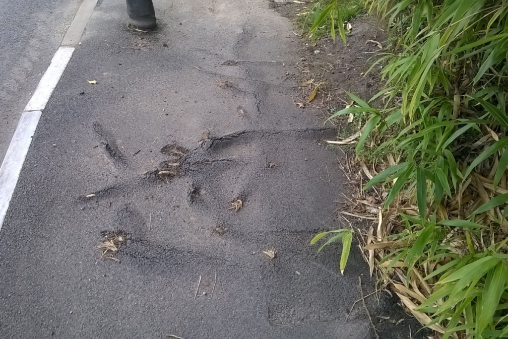 Bamboo in tarmac Property Care Association