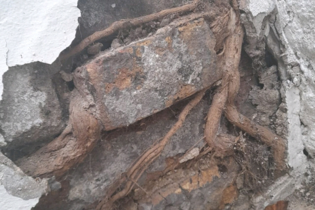 Buddleia roots DD.jpg Property Care Association