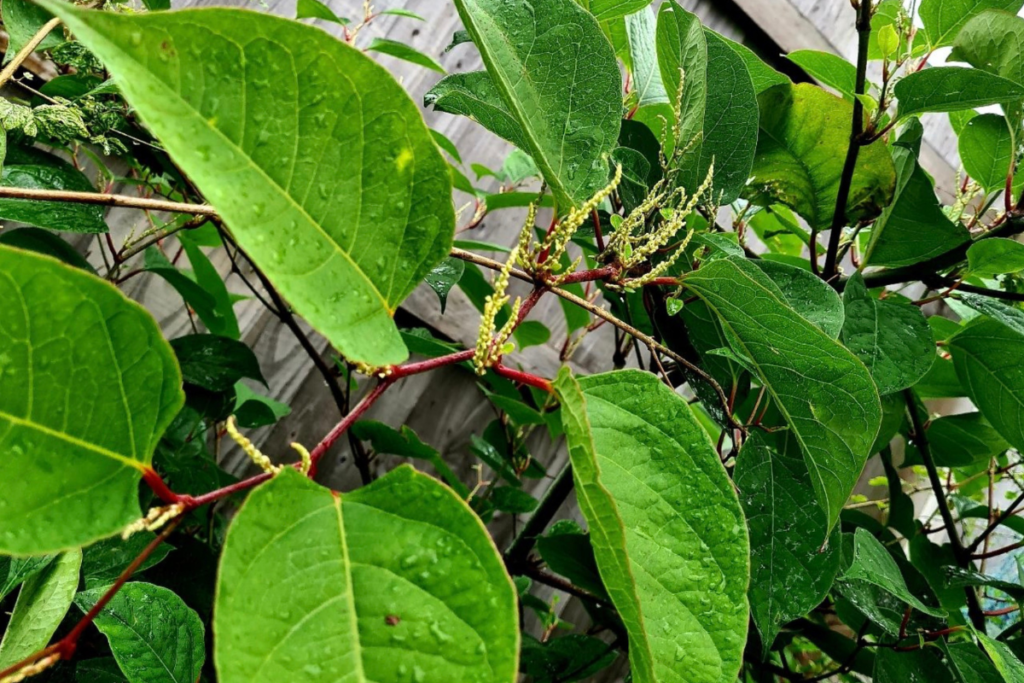 Japanese Knotweed, Property Care Association