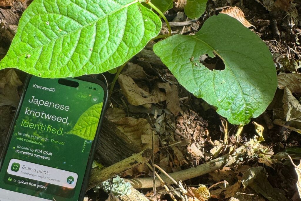 Knotweed ID
