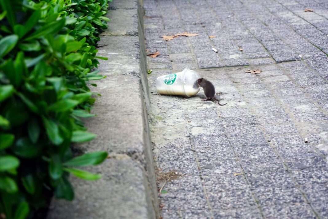 Starbucks Rat
