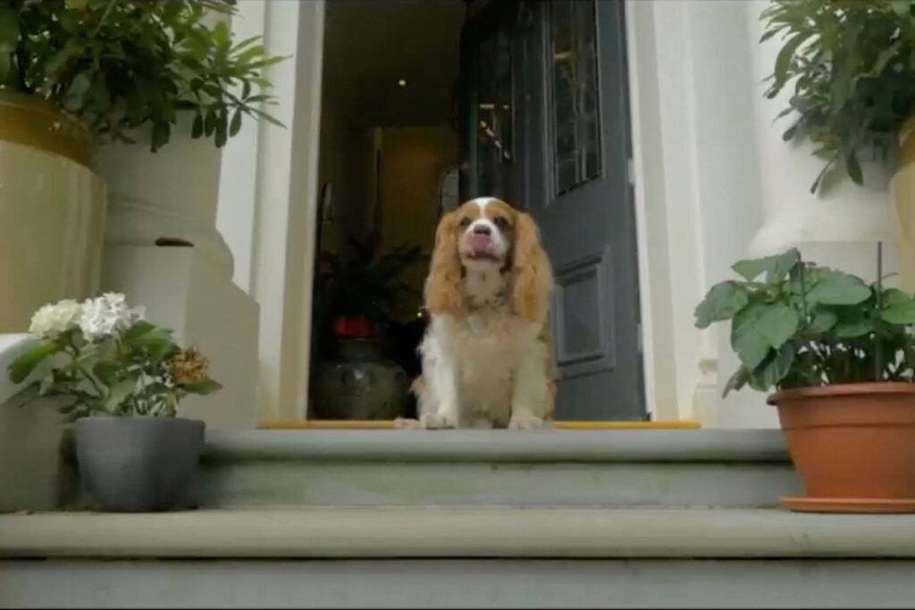 Fairfax Road Villa Dog