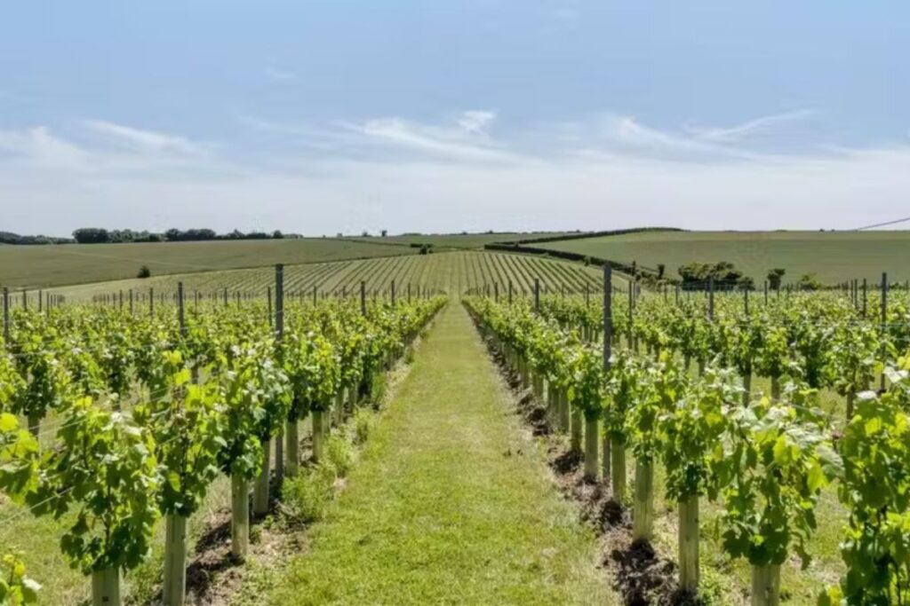 Vineyards offer a more attainable taste of the good life