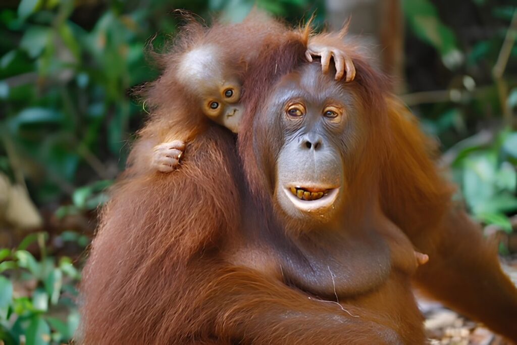 Rimba Raya