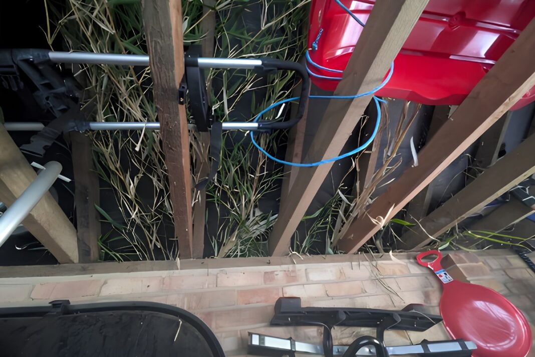 One in three bamboo cases spread into neighbouring properties Homeowners urged to act before bamboo spreads next door